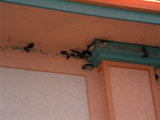 Barn Swallows building mud nest........
