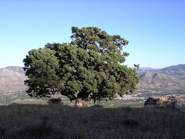 El Enebro de Sabiñán, árbol monumental, propiedad de nuestra asociación