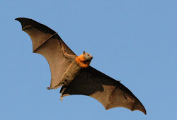 flying animals fox bird madagascar bat birds animal tonga fruit its bats fly phobia wings australia australian which eidolon oceania