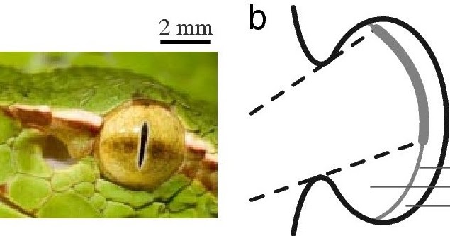 Строение глаза змеи схема