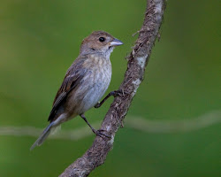 indigo bunting female summer immature nest fate pieces
