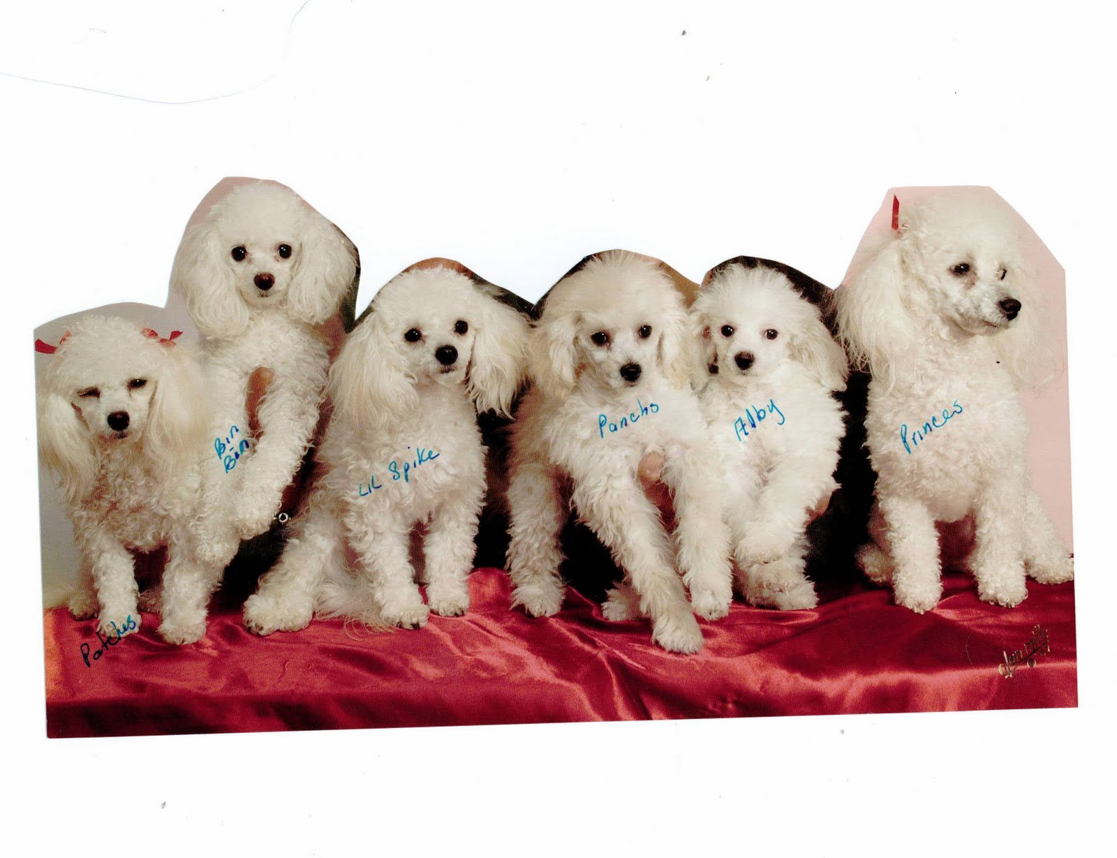 cute puppies/dogs poodles with clothes