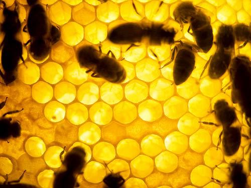 Honey Bees Macro Photography