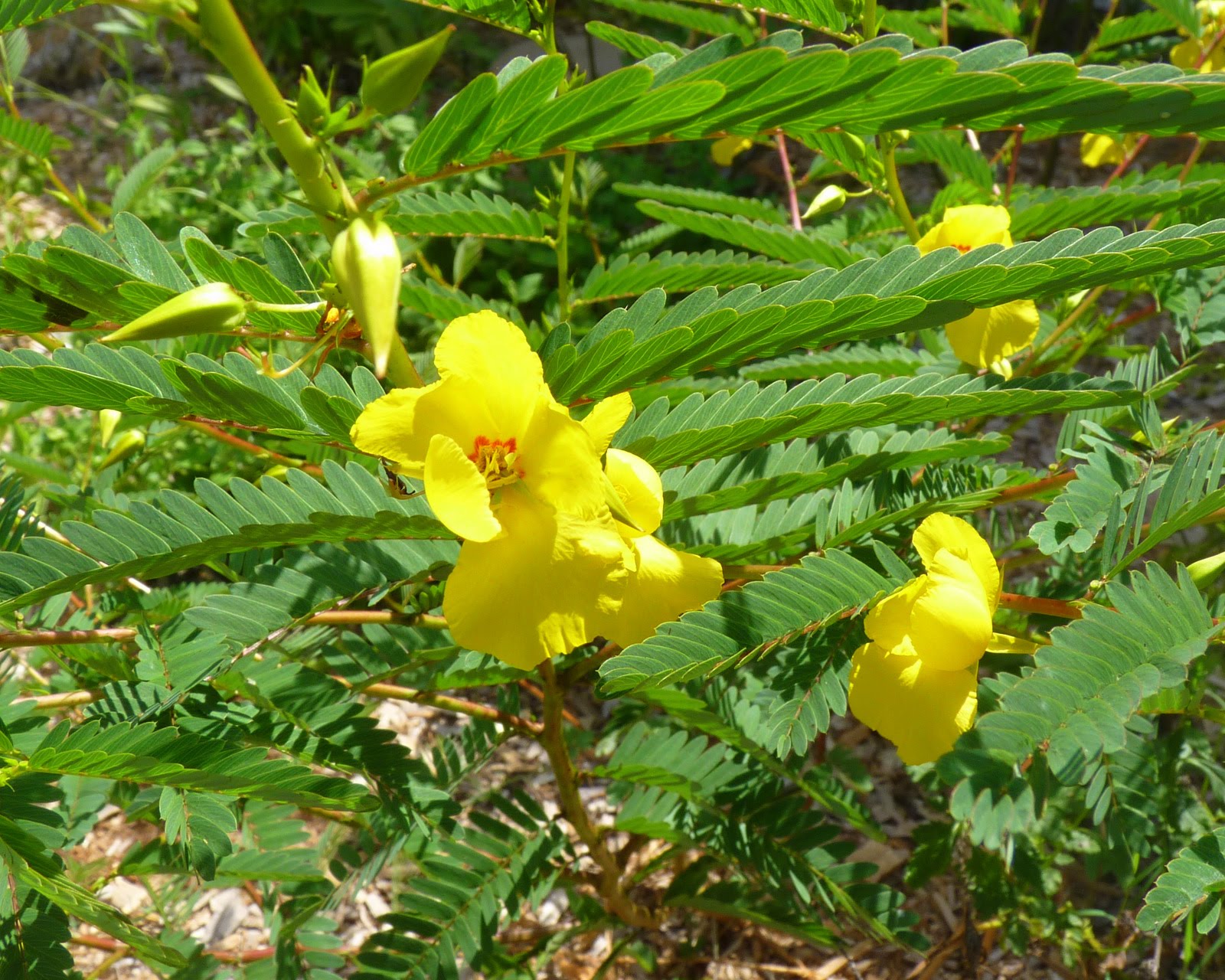 My Florida Backyard Yellow Days