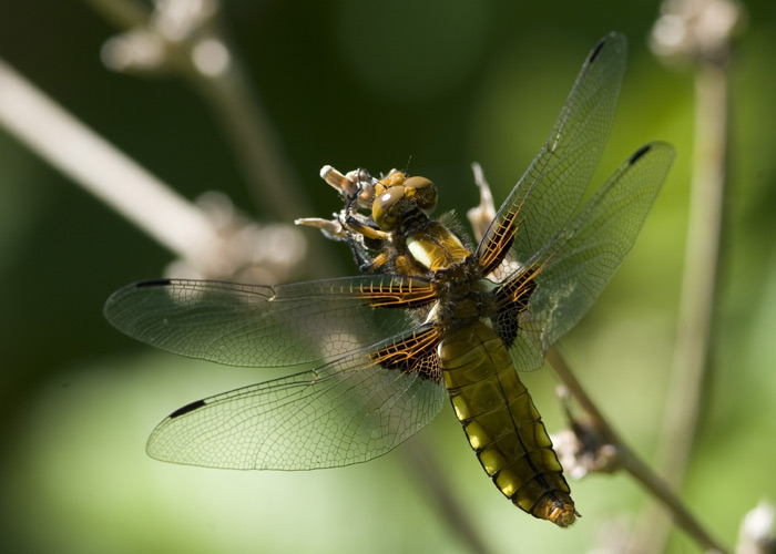 Weedon's World of Nature: Garden pond insects