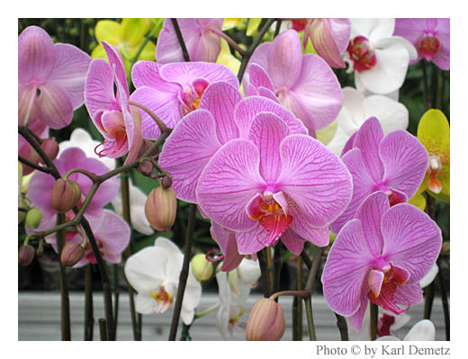 [orchidee010.jpg]