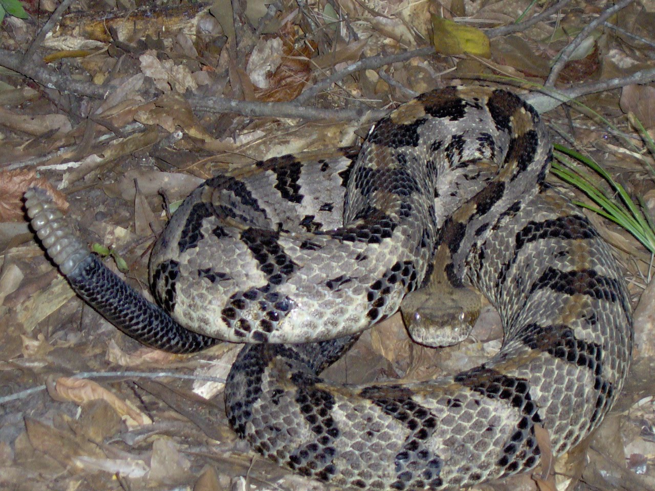 My Snakes Cane Brake Rattlesnake