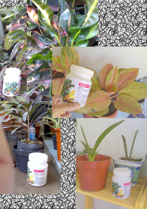 NUTRISI ORGANIK TANAMAN