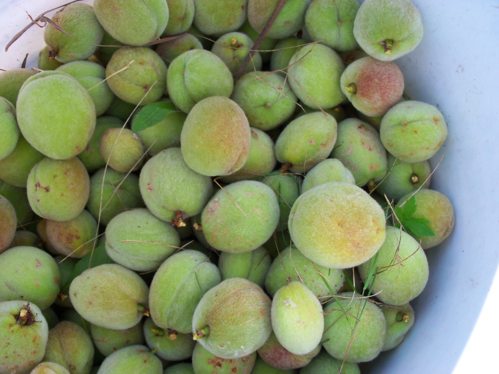 My Food Revolution Thinning Peaches