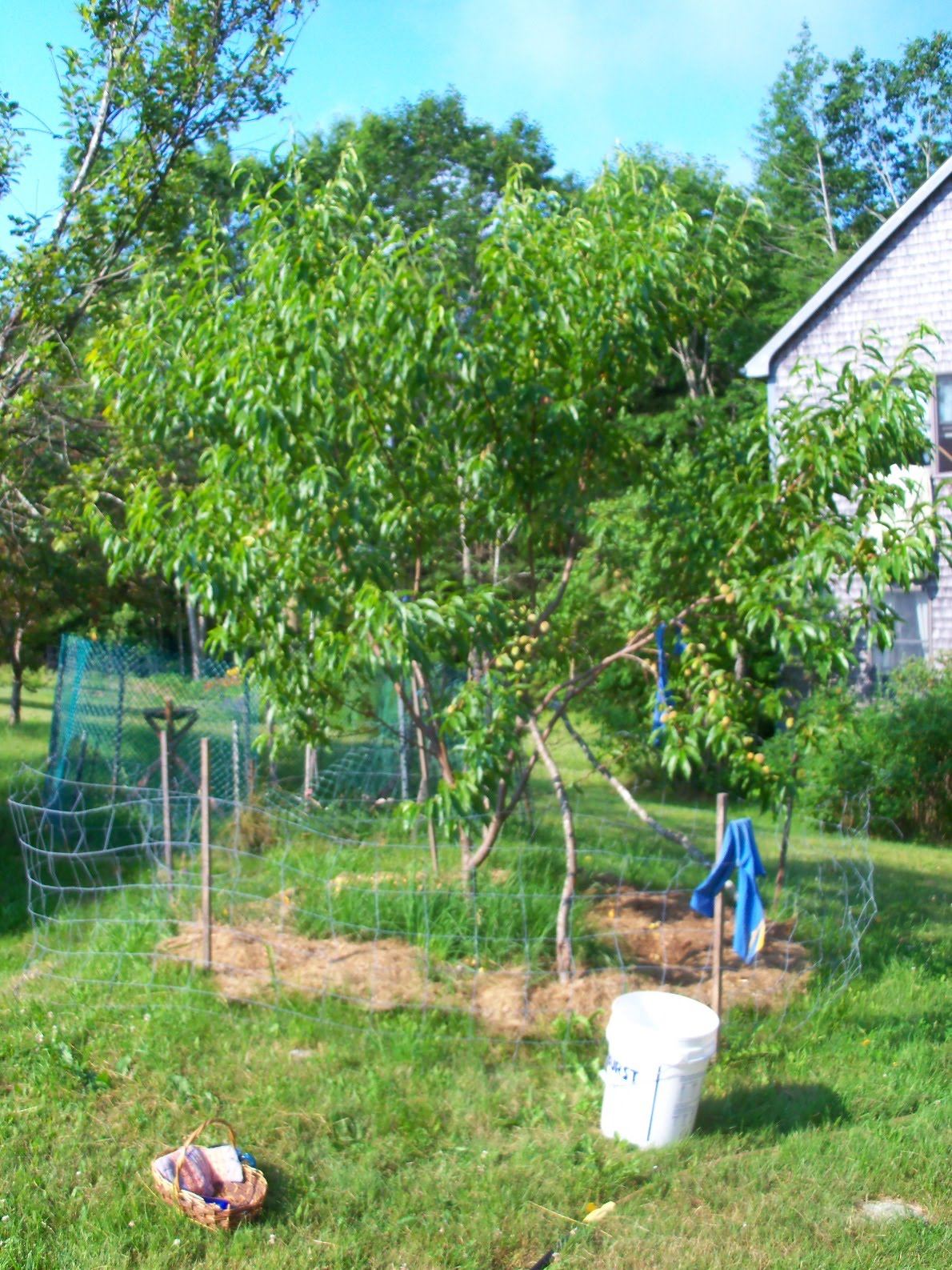 My Food Revolution Thinning Peaches