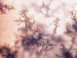 [bacillus_licheniformis.jpg]