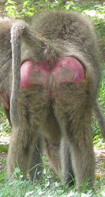Baboon Butt Pictures 77