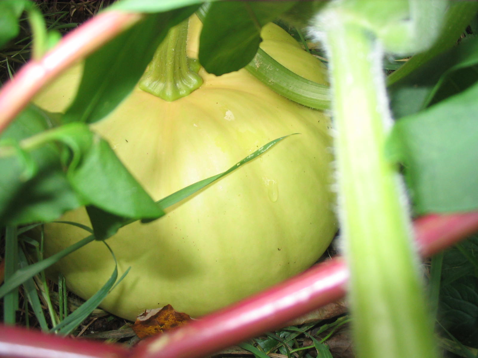 Long Island Cheese Squash