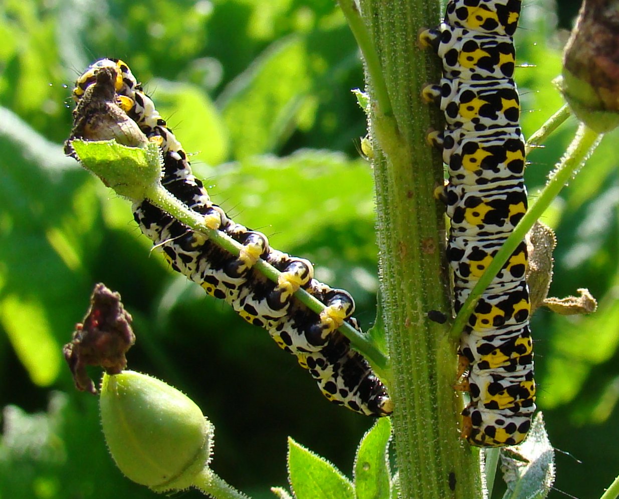 Frog End Wildlife Mullein Moth Caterpillars