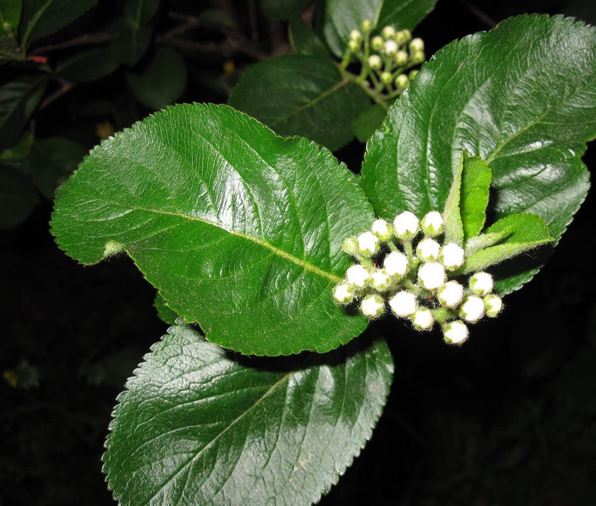 [3.6.2009+023-1.jpg]