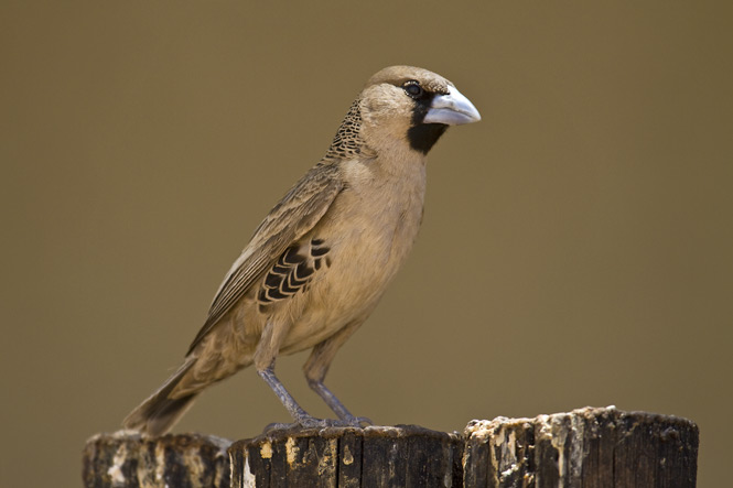 NAMIBIA Sociable Weaver