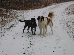 My puppies - love them