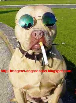 [funny-dog-picture-1.jpg]