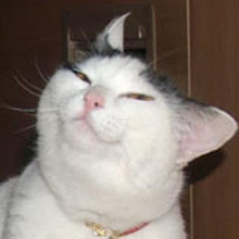 smug%2Bcat.jpg
