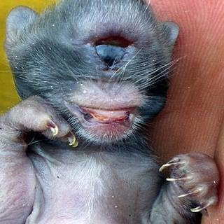 OSMAN DOL 'LARI DARI NERAKA': September 2009