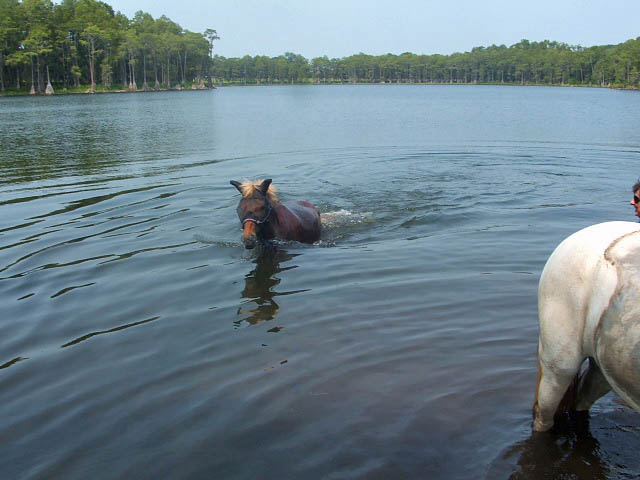 Teev Likes to Swim at liberty