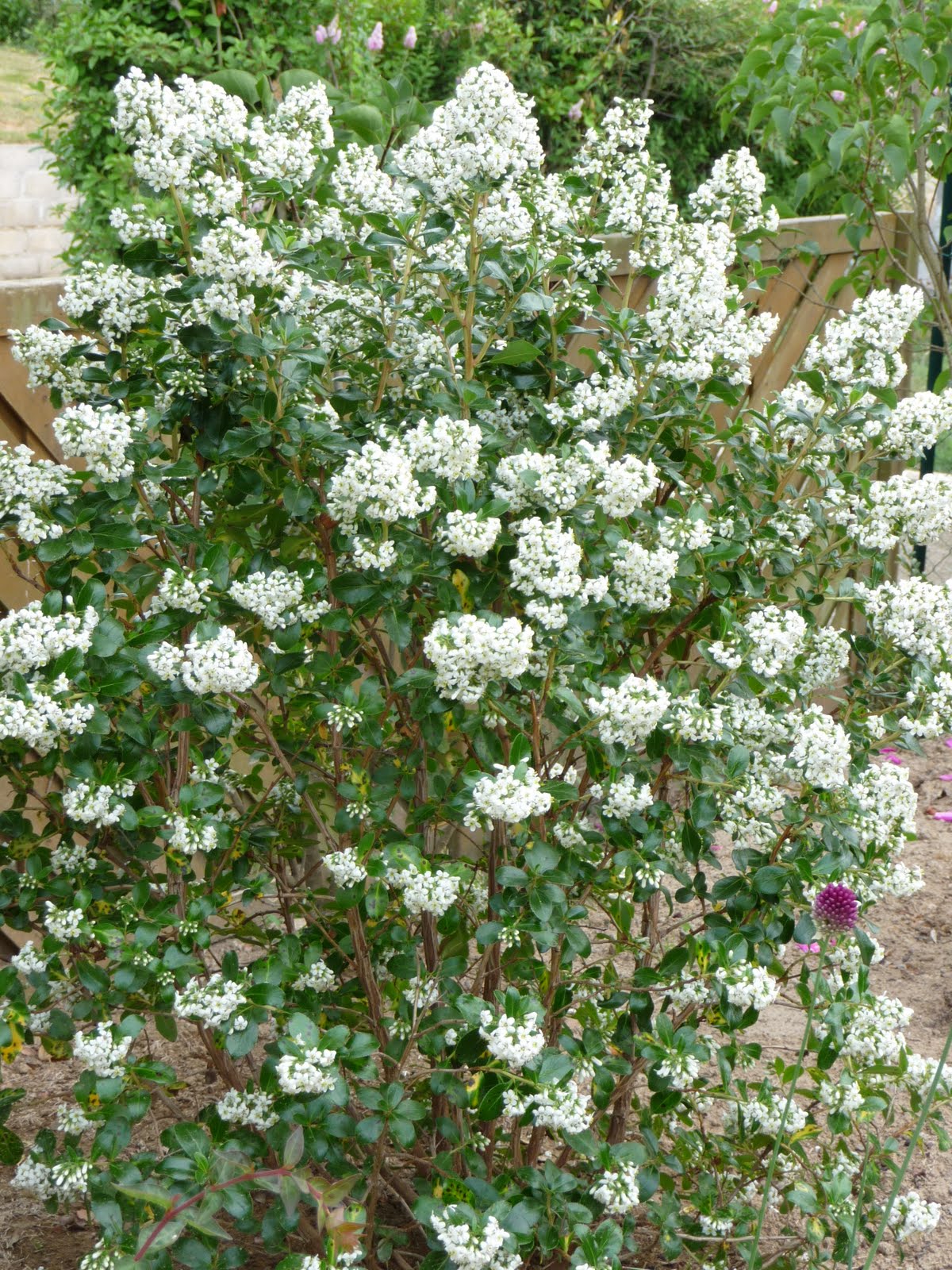 Ma Terre De Bruyere Juillet 2013