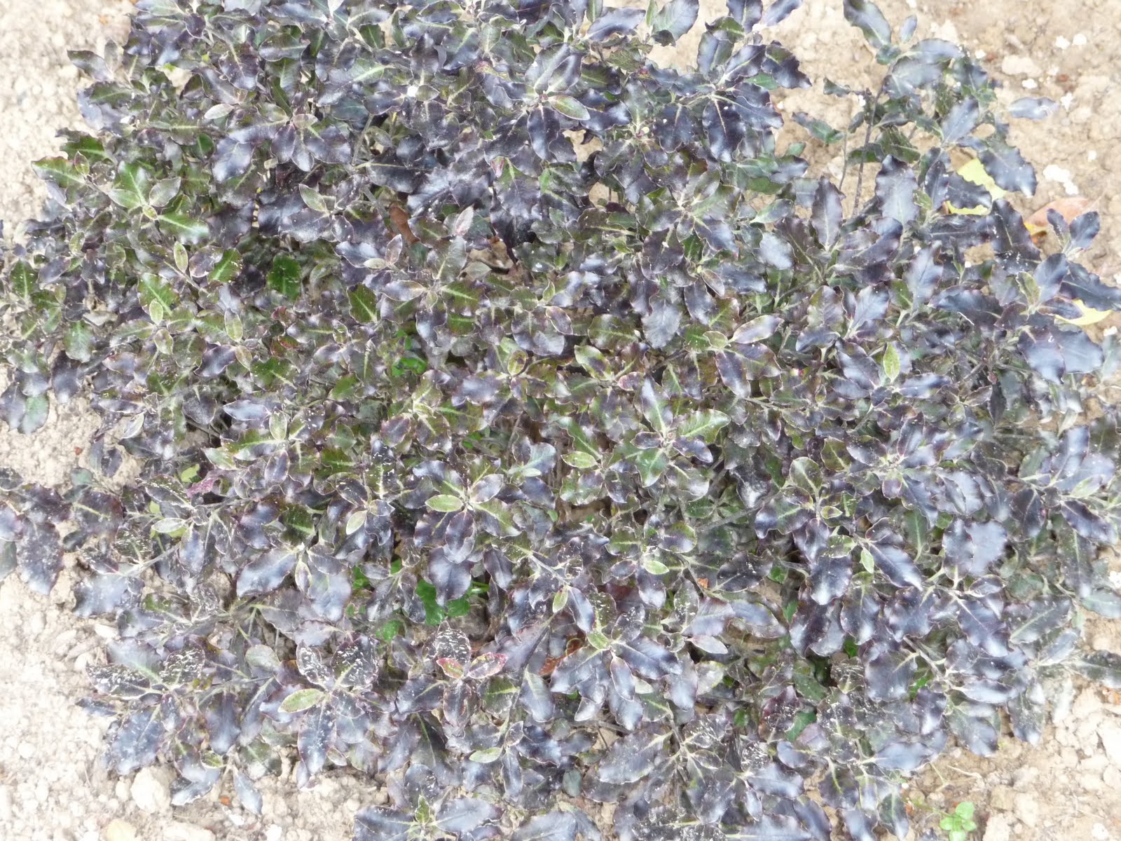 Ma Terre De Bruyere Passons En Revue Tous Les Oublies Du Jardin