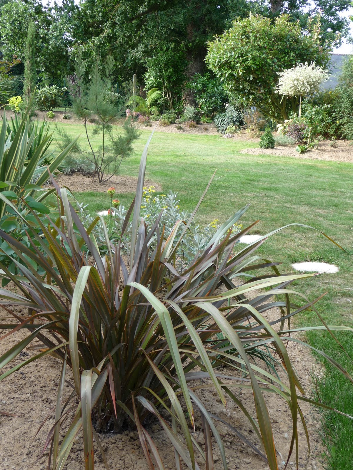 Le Douaire Ile De Vivre Tout Savoir Sur L Eleagnus Olivier De