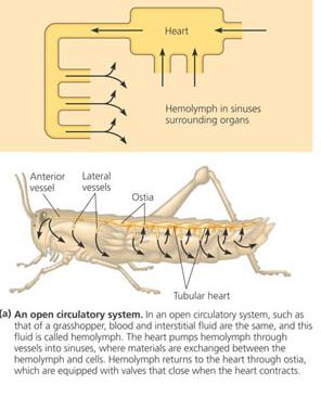 nukilan rasa from the beginner: blood circulation