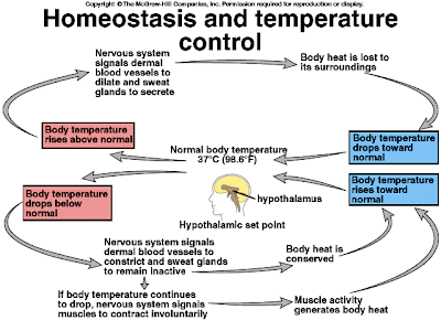 Rozaini Othman (Guru Cemerlang Biologi): Homeostasis