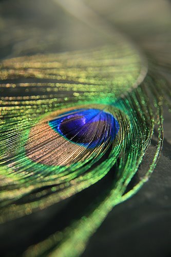 [peacock+feather.jpg]
