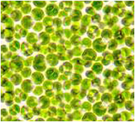 algae.png
