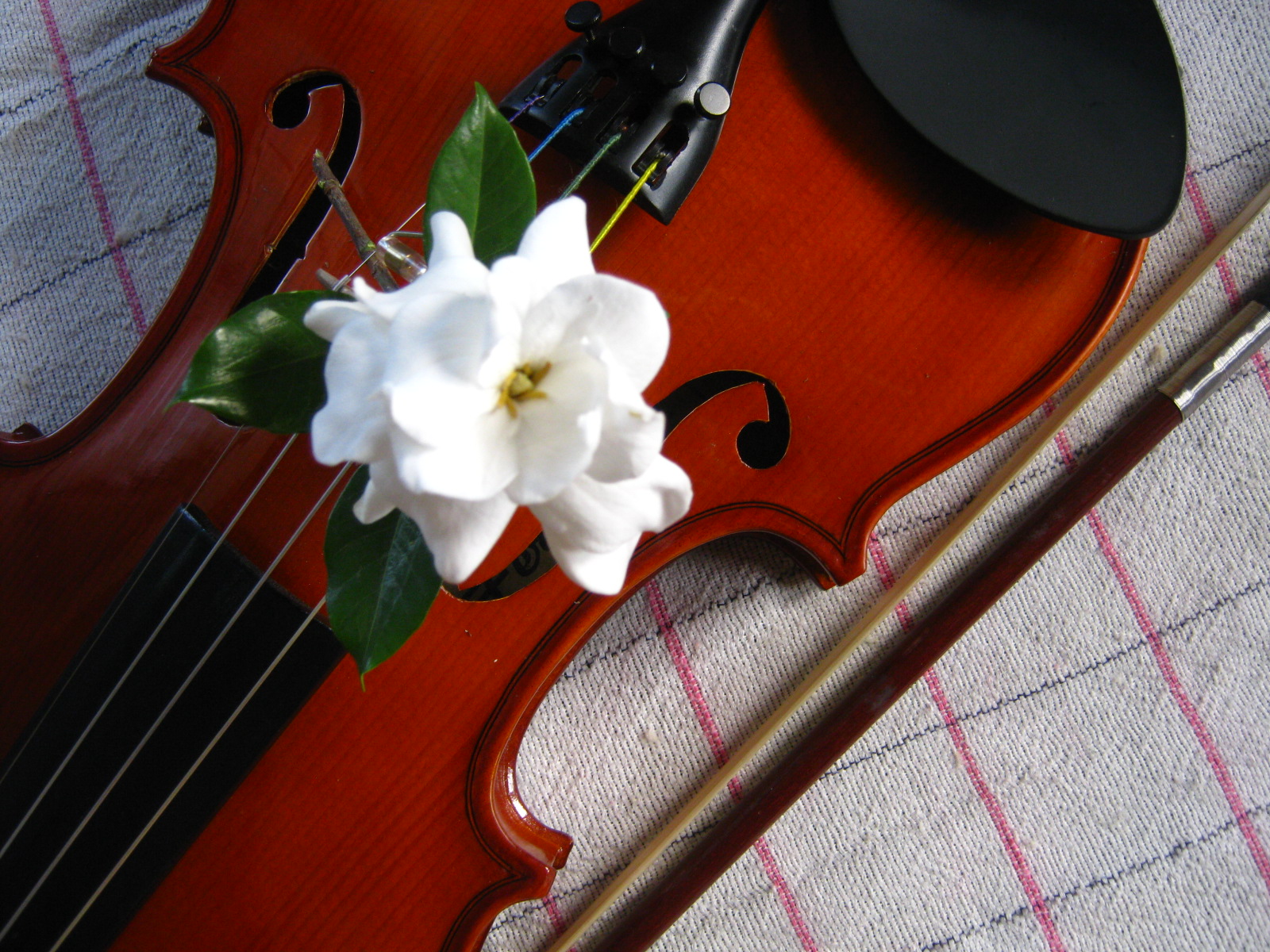 Beginner Violin Lessons in Manila