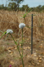 One word frees us of all the weight and pain of Life: That word is LOVE