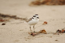 Adult Plover