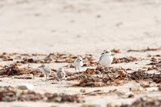 Adult Plover and Three Chicks