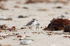 Adult Plover and Chick
