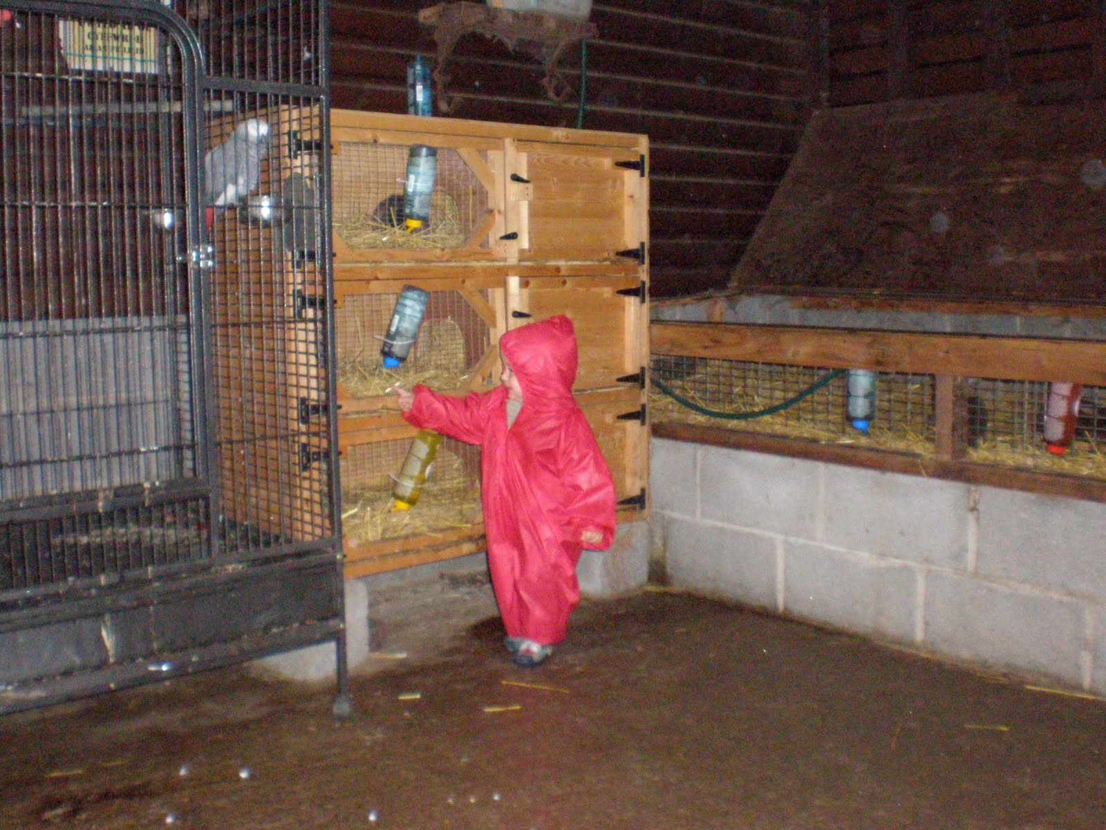 Di's Clan RABBIT FARM. LLANYSTUMDWY CRICCIETH. 2ND AUG 2010