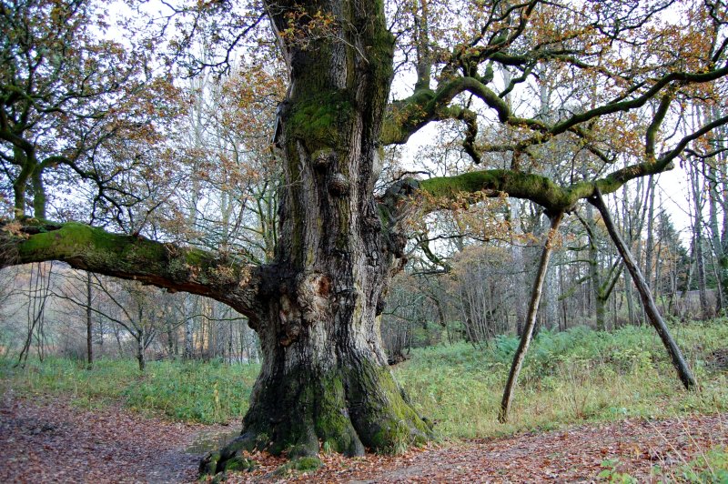 Scotland for the Senses The lonely legacy of Birnam Wood