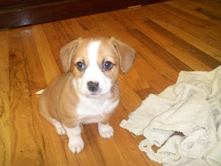 Corgi/Chihuahua Puppies For Sale
