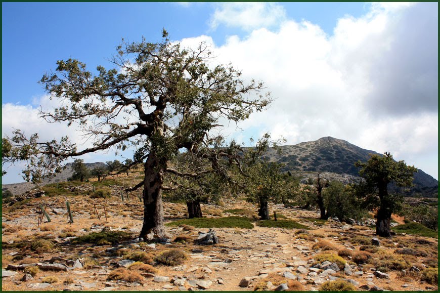[Quercus+alpestris+05.jpg]