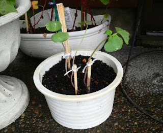 そばの花は、11日目を迎えました