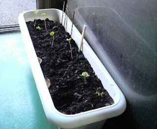 そばの花は、19日目を迎えました