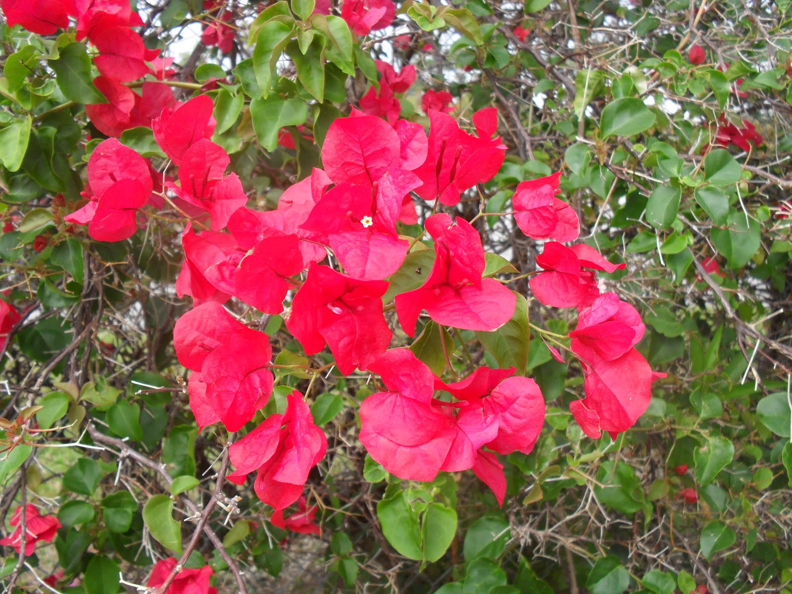 Swan_of_Tuonela Kathie goes to Ocean Reef