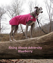 Let's help Blueberry rise above adversity!