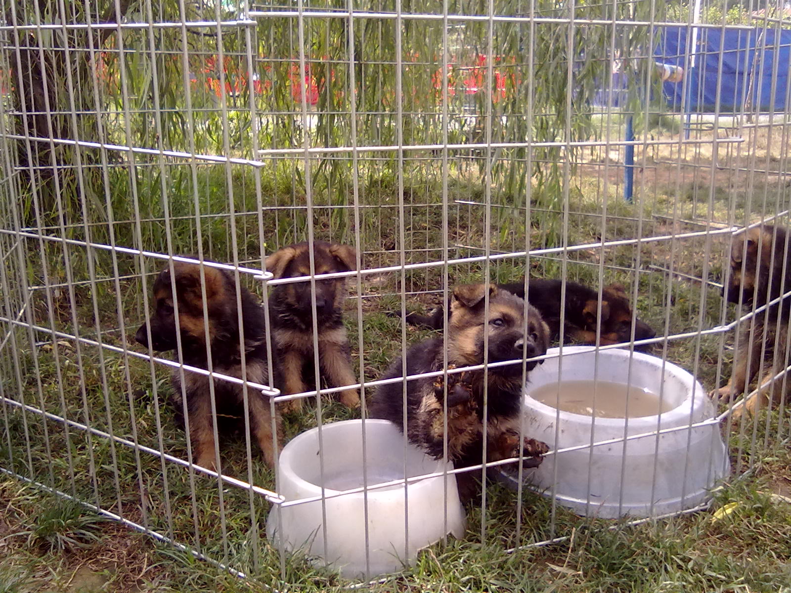 Köpek Eğitimi ve Köpek Pansiyonu, Köpek Bakımı , Köpek Satışı ve Köpek