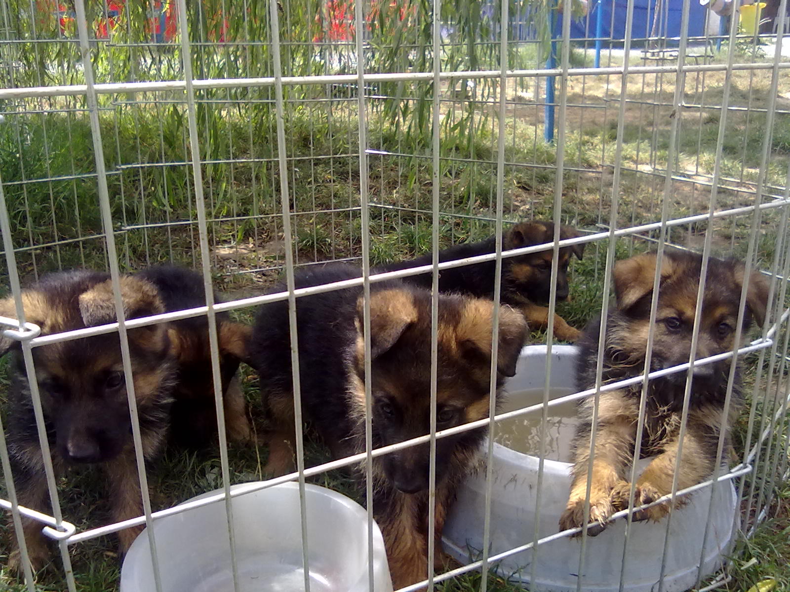 Köpek Eğitimi ve Köpek Pansiyonu, Köpek Bakımı , Köpek Satışı ve Köpek
