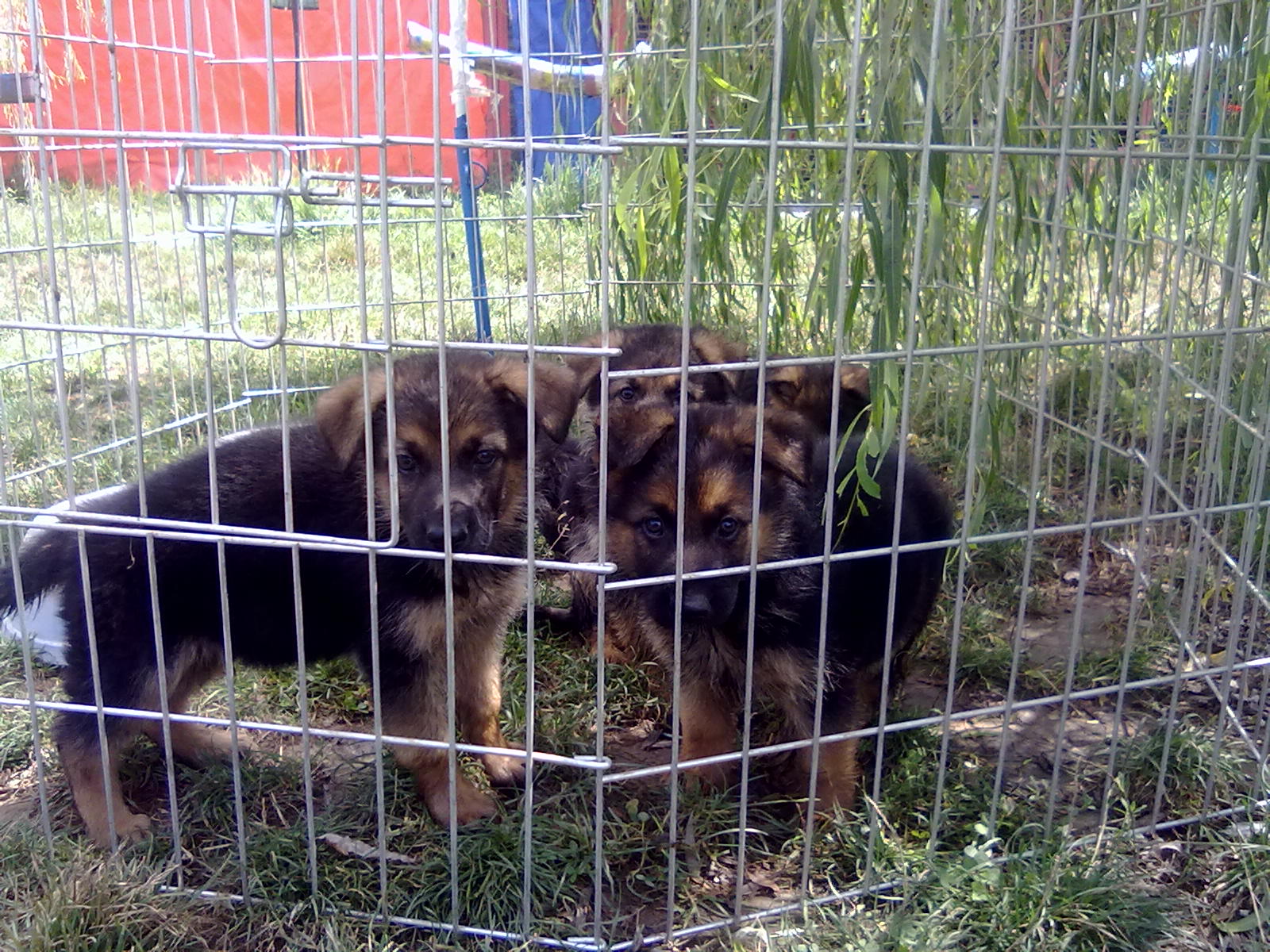 Köpek Eğitimi ve Köpek Pansiyonu, Köpek Bakımı , Köpek Satışı ve Köpek