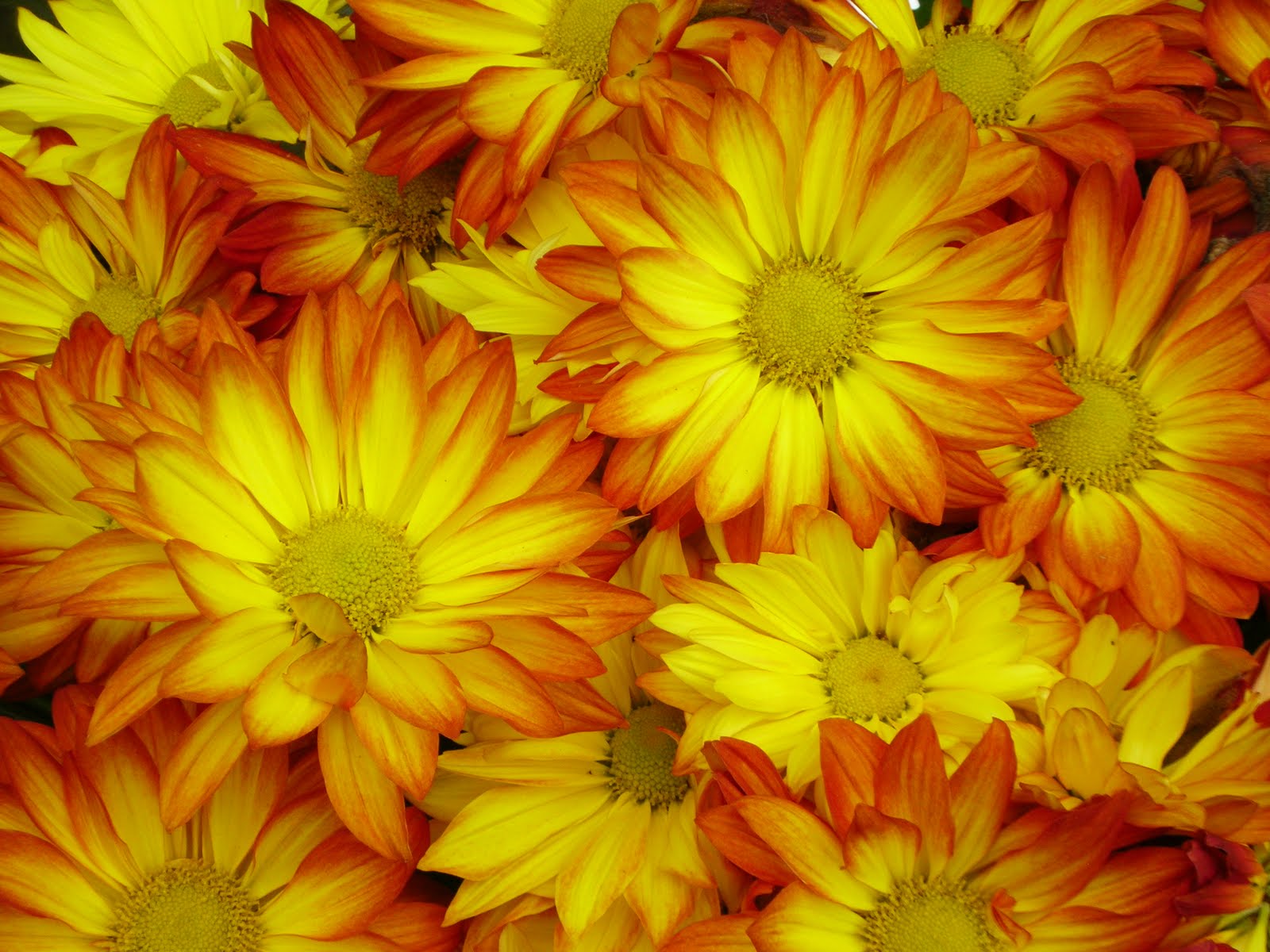 Julia s Gardens October Flowers