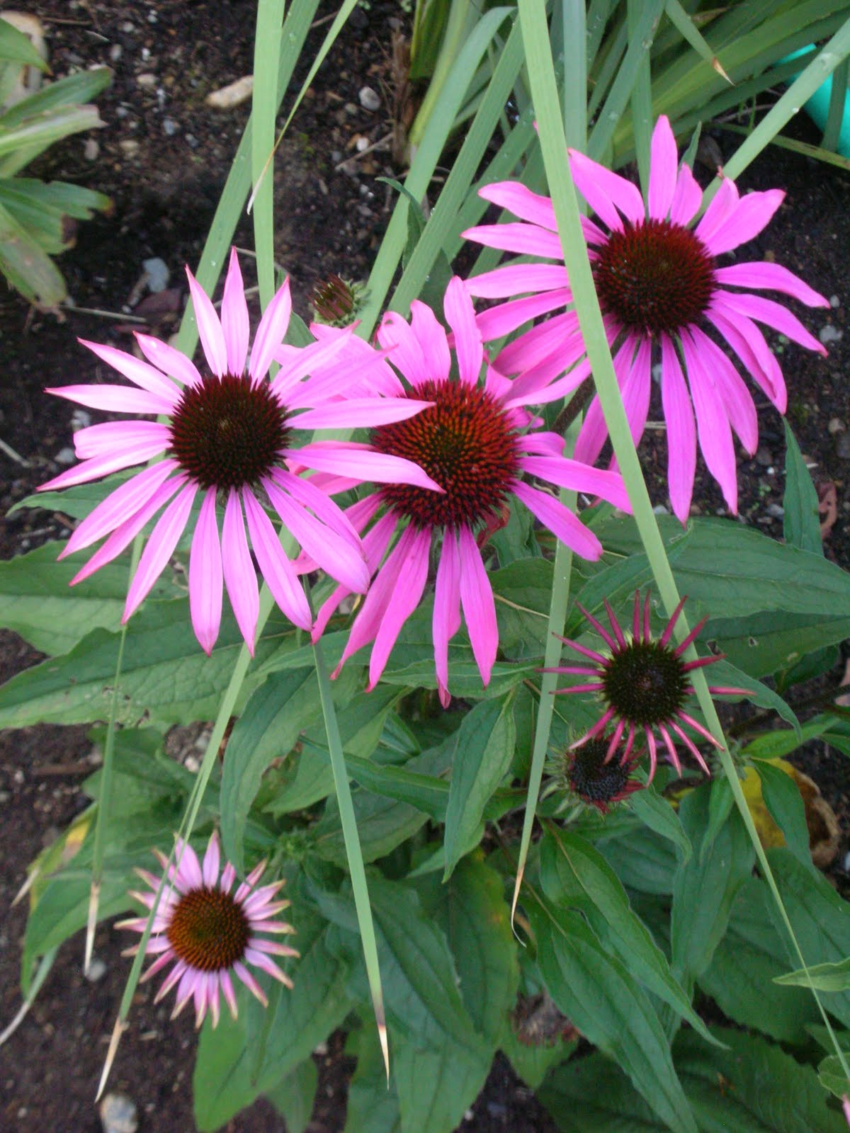 Julia's Gardens October Flowers